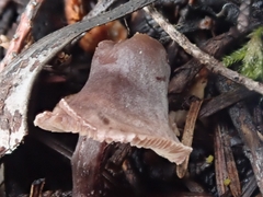 Pseudobaeospora