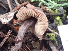 Pseudobaeospora