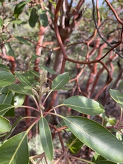 Arbutus