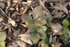 Fragaria