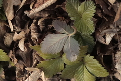 Fragaria
