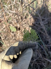 Eupatorium compositifolium