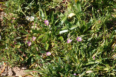Calandrinia menziesii