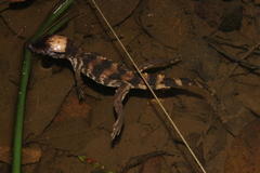 Paleosuchus trigonatus