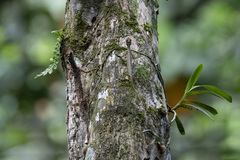 Draco melanopogon