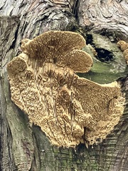 Subantrodia juniperina