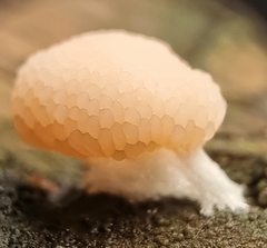 Tubifera microsperma