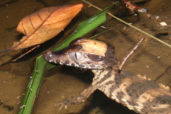 Paleosuchus trigonatus