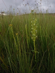 Habenaria cornuta