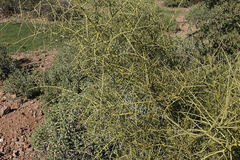 Parkinsonia microphylla