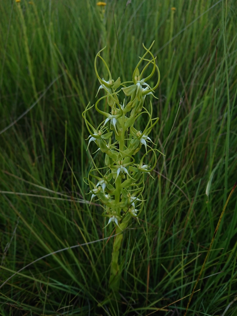 Horned Ghost Orchid