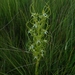 Horned Ghost Orchid - Photo (c) Matt Prinsloo, some rights reserved (CC BY-NC), uploaded by Matt Prinsloo