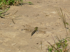 Ophiogomphus cecilia