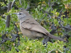 Cercotrichas coryphoeus