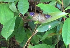 Euploea mulciber mulciber