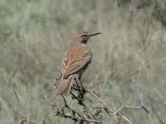Certhilauda subcoronata