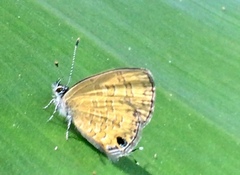 Prosotas nora superdates