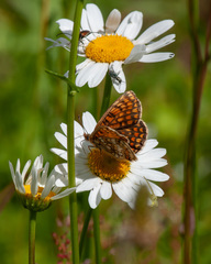 Melitaea athalia