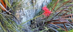 Nerine sarniensis