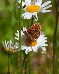 Melitaea athalia