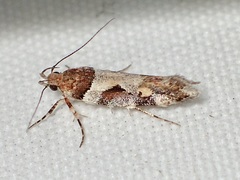 Gelechiini