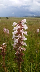 Satyrium hallackii ocellatum