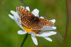 Melitaea athalia
