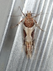 Gelechiini