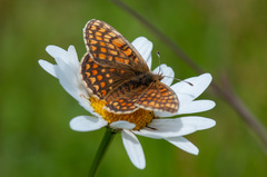 Melitaea athalia
