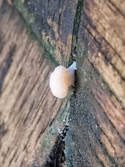 Tubifera microsperma