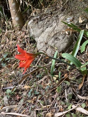 Hippeastrum hybridum