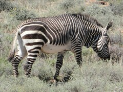 Equus zebra zebra