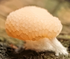 Tubifera microsperma