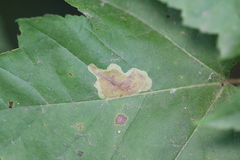 Cameraria saccharella