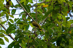 Brachypodius melanocephalos