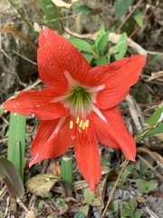Hippeastrum hybridum