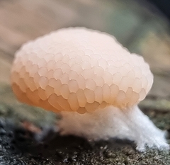 Tubifera microsperma