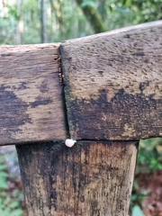 Tubifera microsperma