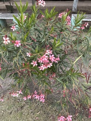 Nerium oleander