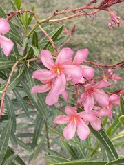 Nerium oleander