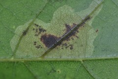 Cameraria saccharella