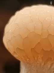 Tubifera microsperma