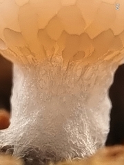 Tubifera microsperma