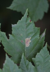 Cameraria saccharella