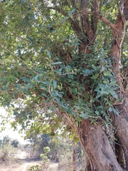 Ficus tinctoria