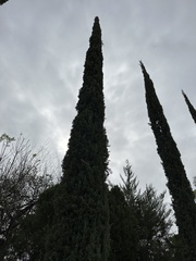 Cupressus