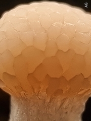 Tubifera microsperma