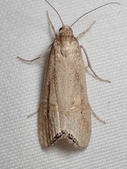 Euchromius californicalis