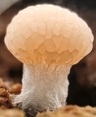Tubifera microsperma