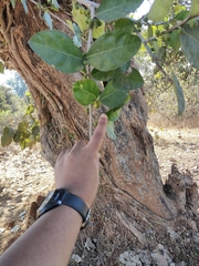 Ficus tinctoria